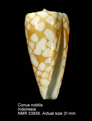 Conus nobilis.jpg - Conus nobilisLinnaeus,1758
